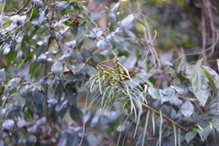 Torreya jackii
