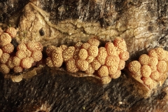 Thyronectria