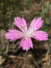 Dianthus strictus