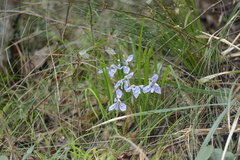Iris proantha