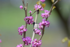 Papilio epycides