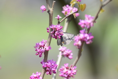 Papilio epycides