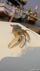 Squillidae