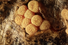 Thyronectria