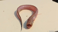 Odontamblyopus roseus