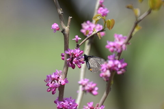 Papilio epycides