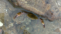 Thalamitinae