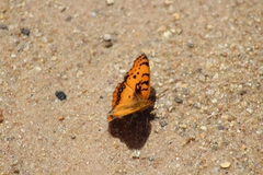 Catacroptera cloanthe