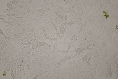 Thyronectria