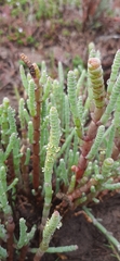 Salicornia decumbens