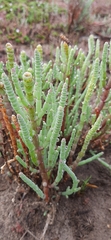 Salicornia decumbens