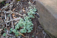 Crassula nemorosa