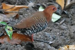 Rallina fasciata