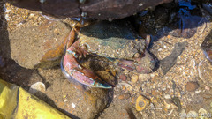 Thalamitinae