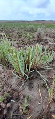 Salicornia decumbens
