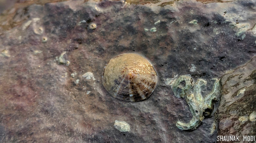 Cellana radiata