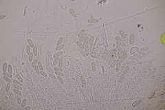 Thyronectria
