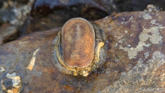 Scutus unguis