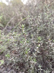 Thymus capitellatus
