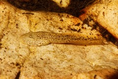 Heleophryne purcelli