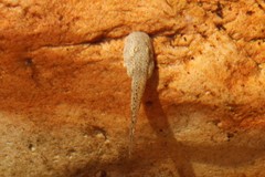 Heleophryne purcelli