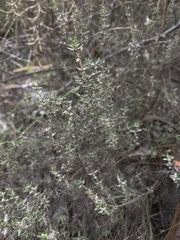 Thymus capitellatus