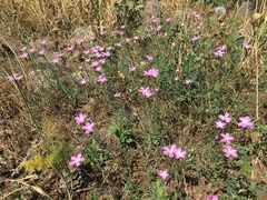Dianthus strictus