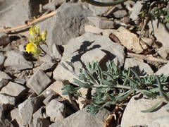 Linaria supina supina