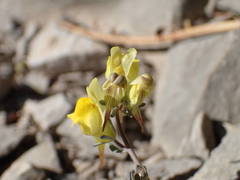 Linaria supina supina