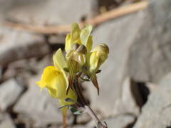 Linaria supina supina