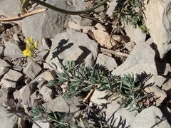 Linaria supina supina