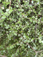 Pittosporum obcordatum