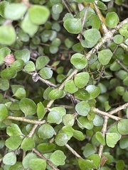 Pittosporum obcordatum