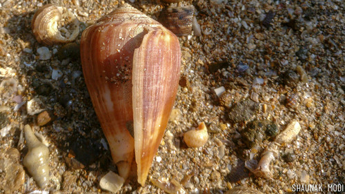 Conus hyaena