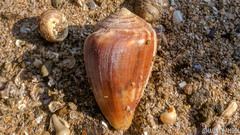 Conus hyaena