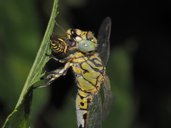 Cerceris arenaria