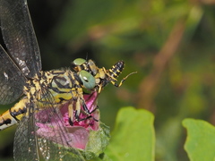 Cerceris arenaria