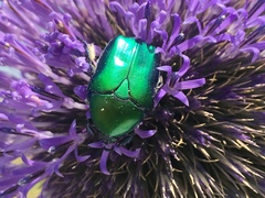 Protaetia cuprea ignicollis