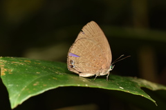 Arhopala epimuta