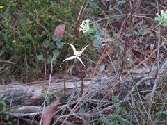 Caladenia rigida