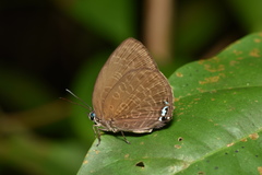 Arhopala epimuta