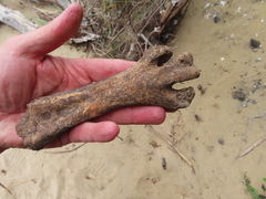 Dinornithiformes