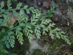 Asplenium fontanum fontanum