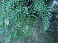 Asplenium fontanum fontanum
