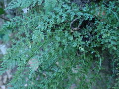 Asplenium fontanum fontanum