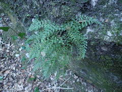 Asplenium fontanum fontanum