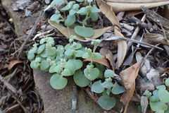 Crassula nemorosa