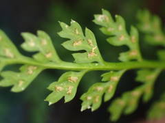Asplenium fontanum fontanum