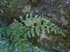 Asplenium fontanum fontanum