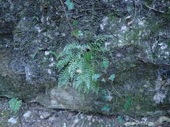 Asplenium fontanum fontanum